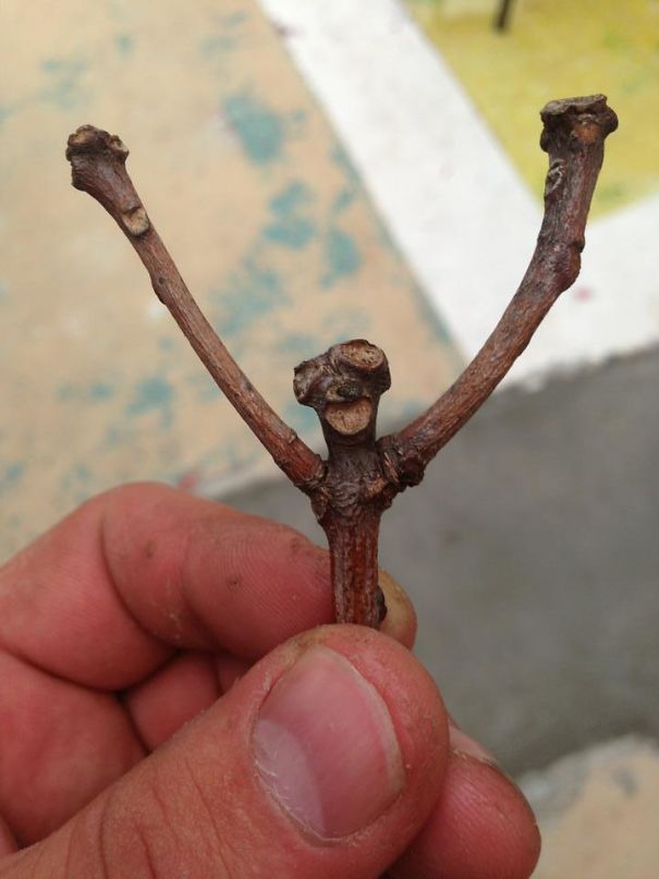 I'm So Happy To Be A Stick!