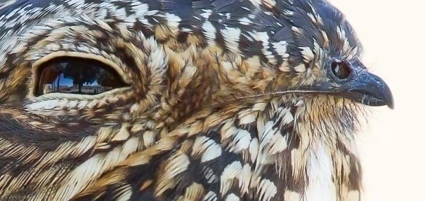Close-up of a bird’s face showing detailed feathers, illustrating funny examples of pareidolia in nature.