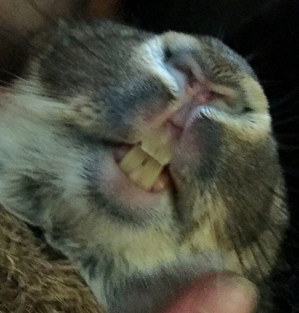 Underside Of Bunny Looks Like A Smiling Baboon