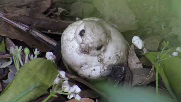 This Mushroom Looks Like A Zombie Bird