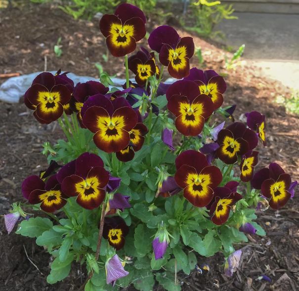 Angry Mob In Front Of Our House