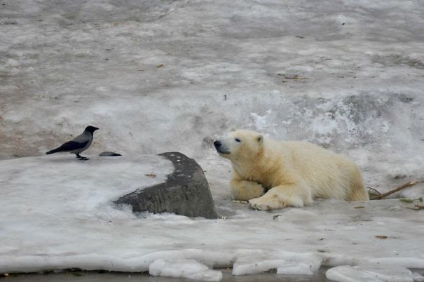 Looking Danger In The Eye