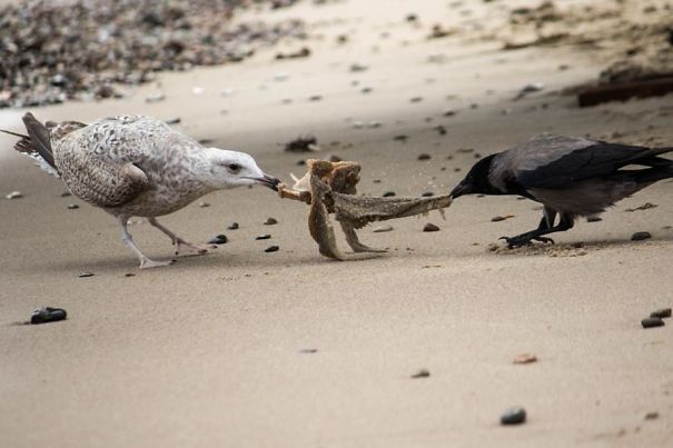 Seagull Vs. Crow