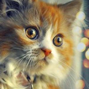 sallye_jeffrey avatar