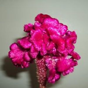 lucia_castro2001 avatar