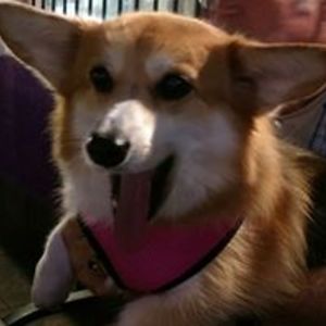corgidancer_db avatar