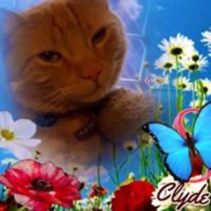 sherri-lynne6 avatar