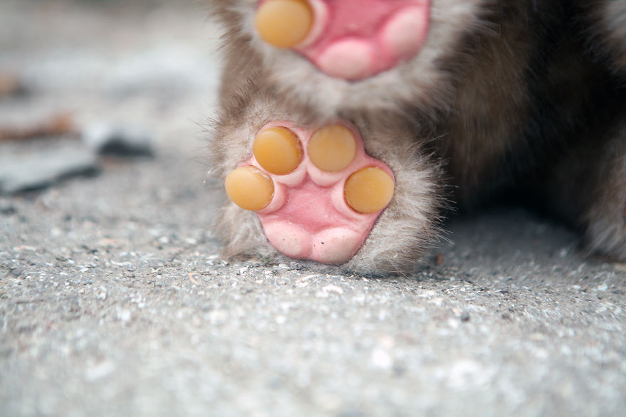 Remember I Asked You "Which Creature Do You Want Me To Craft?" Here's The Result