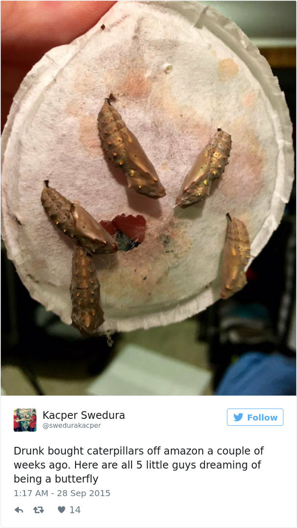 Drunk Bought Caterpillars Off Amazon A Couple Of Weeks Ago. Here Are All 5 Little Guys Dreaming Of Being A Butterfly