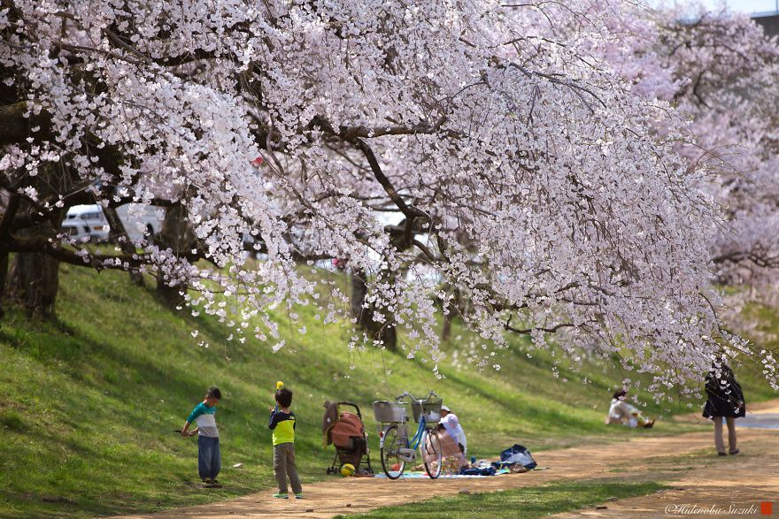 I Captured Sakura Bloom In Japan