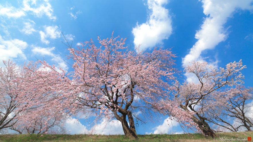 I Captured Sakura Bloom In Japan