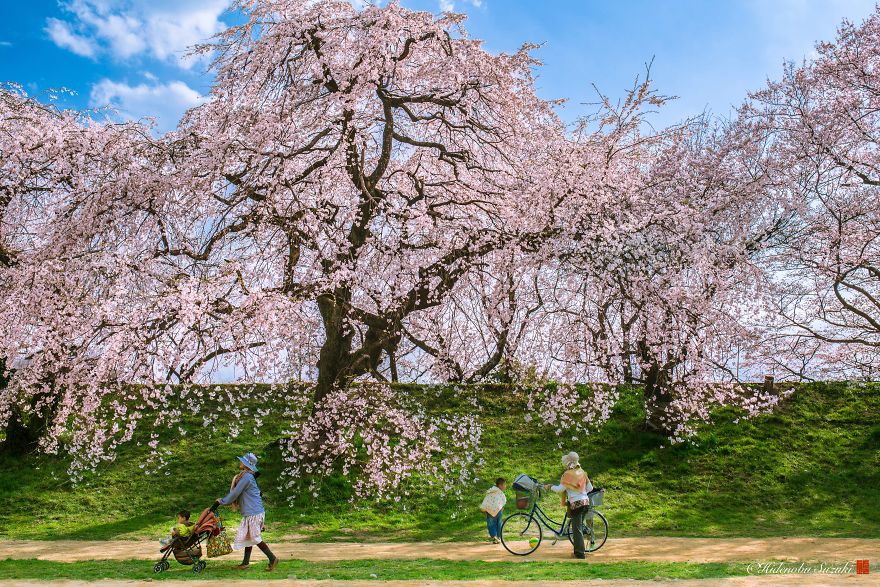 I Captured Sakura Bloom In Japan