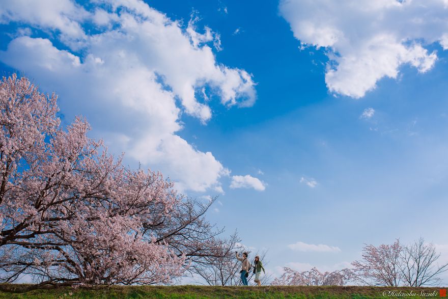 I Captured Sakura Bloom In Japan