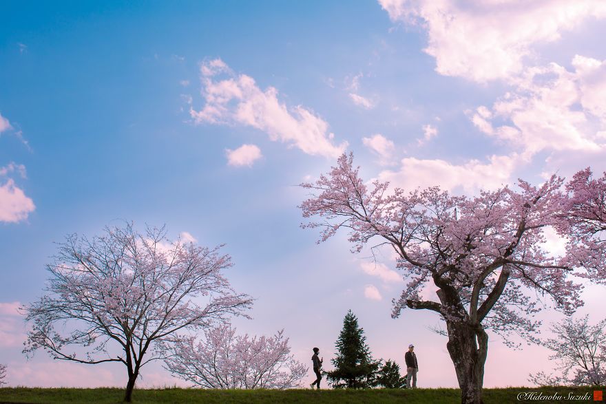 I Captured Sakura Bloom In Japan