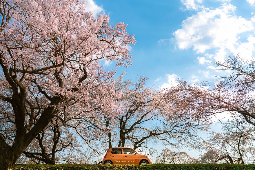 I Captured Sakura Bloom In Japan