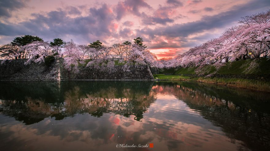 I Captured Sakura Bloom In Japan