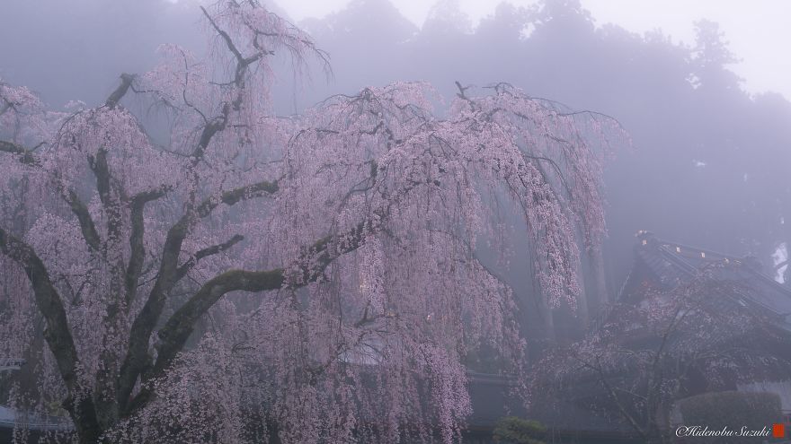 I Captured Sakura Bloom In Japan