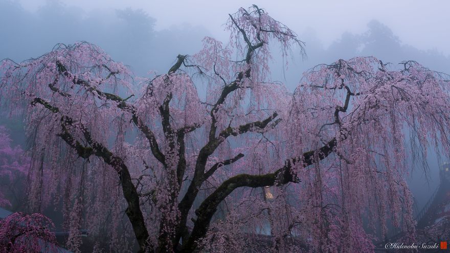 I Captured Sakura Bloom In Japan