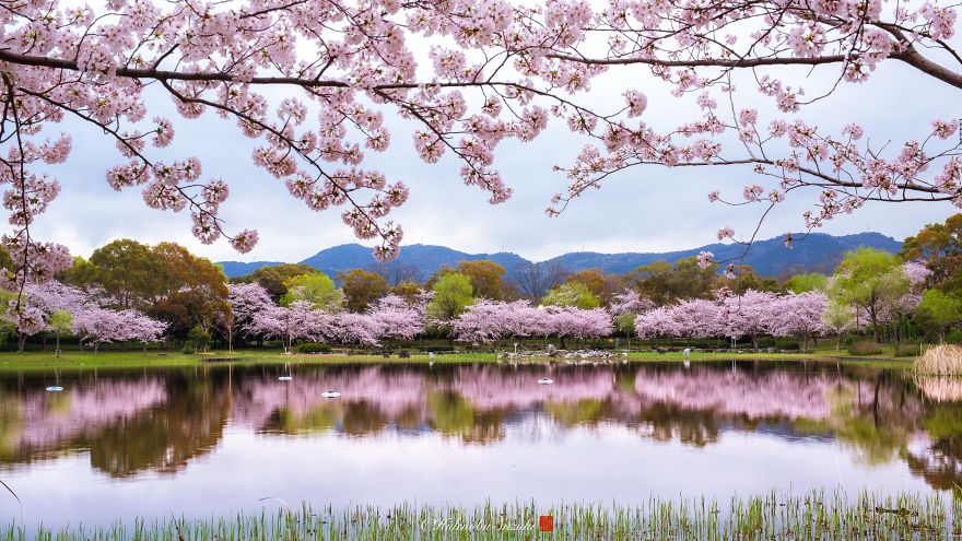 I Captured Sakura Bloom In Japan