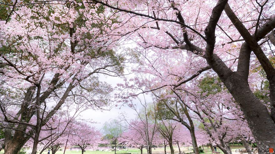 I Captured Sakura Bloom In Japan