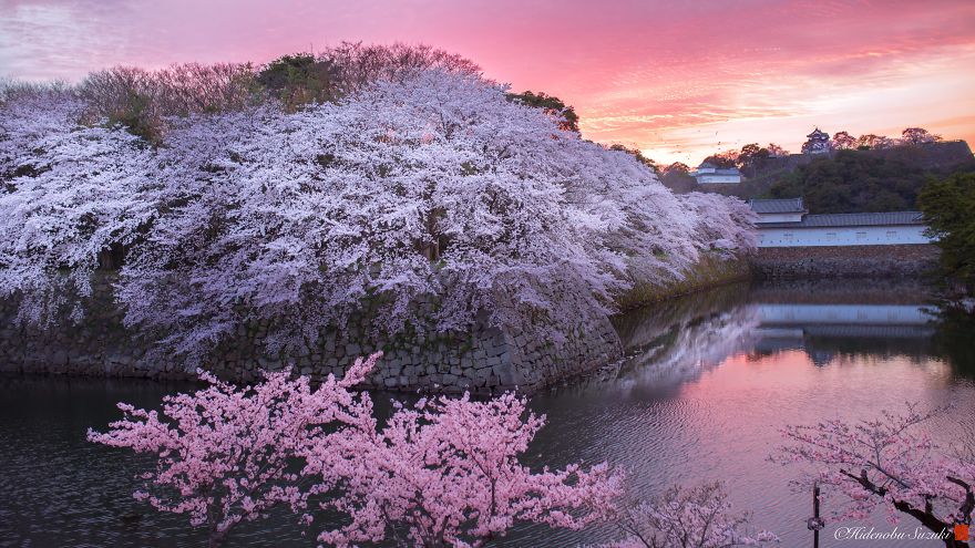 I Captured Sakura Bloom In Japan