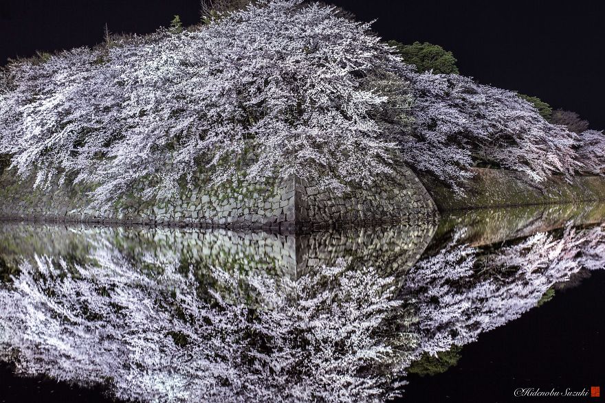 I Captured Sakura Bloom In Japan