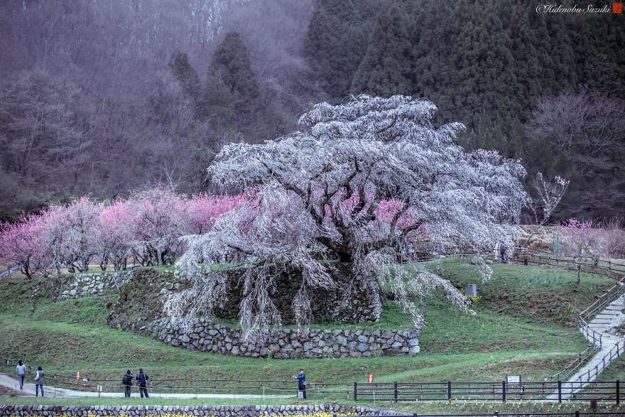 I Captured Sakura Bloom In Japan