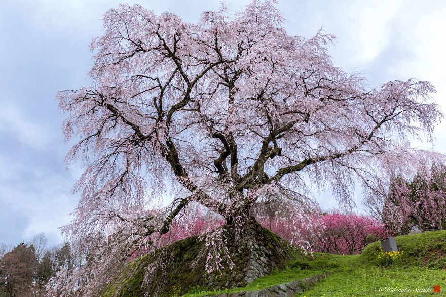 I Captured Sakura Bloom In Japan