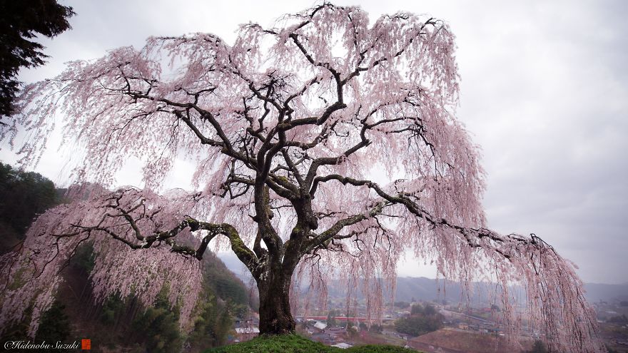 I Captured Sakura Bloom In Japan