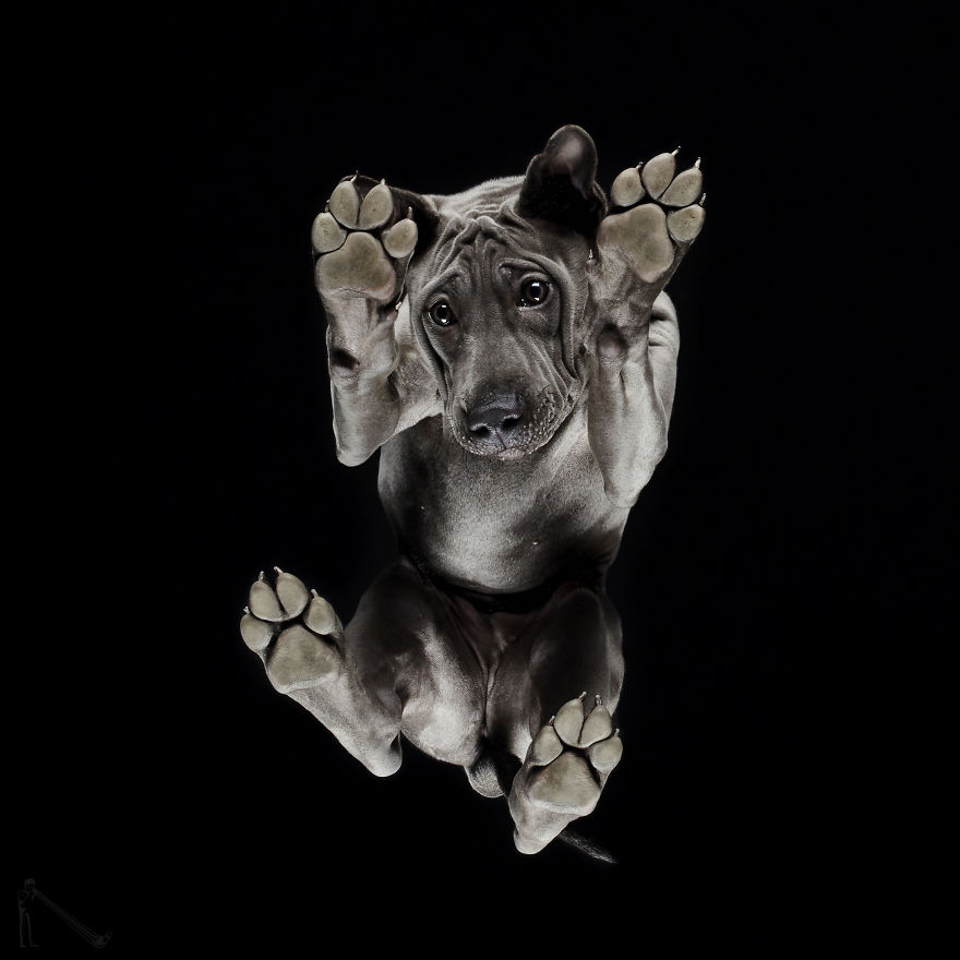 Under-dogs: I Photograph Dogs From Underneath