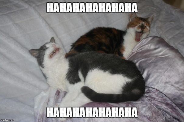 Please Cats, Just Listen To Me Once..