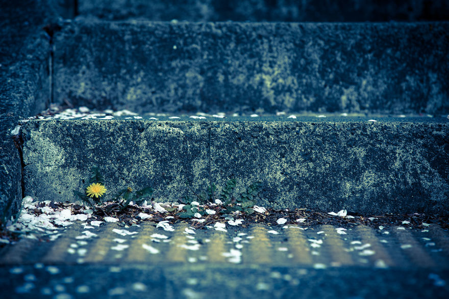 I Photograph Dandelions In The Blue World