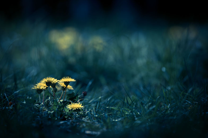 I Photograph Dandelions In The Blue World