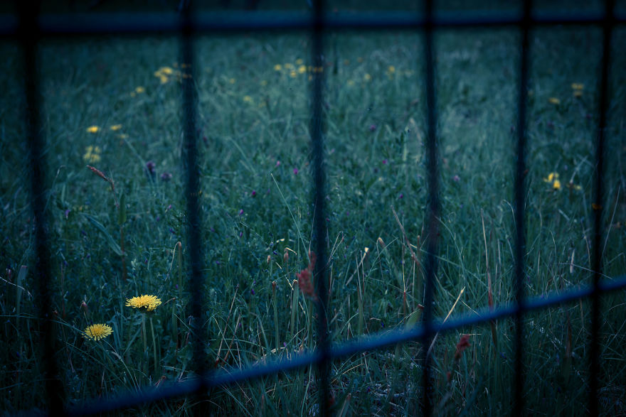 I Photograph Dandelions In The Blue World