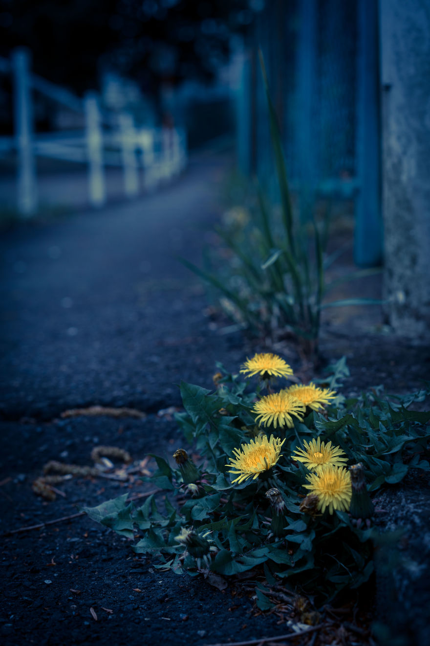 I Photograph Dandelions In The Blue World
