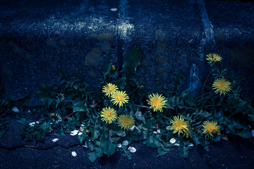 I Photograph Dandelions In The Blue World