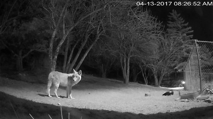 Skunk Charges Coyote.
