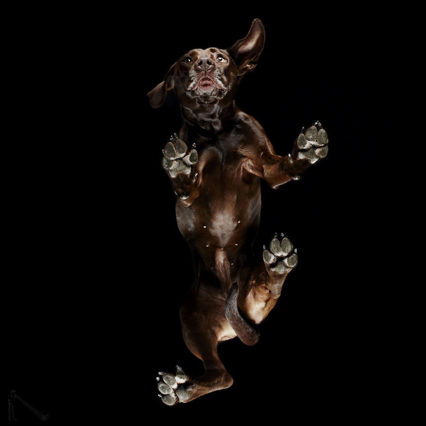 Under-dogs: I Photograph Dogs From Underneath