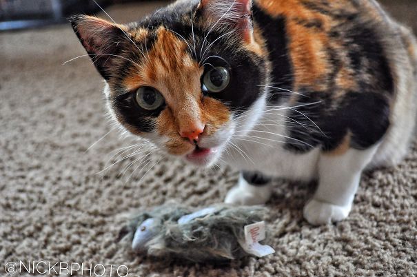 My Cat's Face When I Tried To Take Her Favorite Toy.