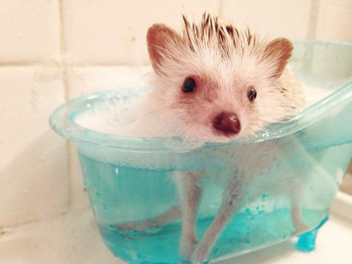 Rub A Dub Dub One Hedgie In The Tub
