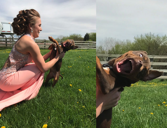 Girl Waiting For A Beautiful Photo, But The Puppy Did Not Cooperate