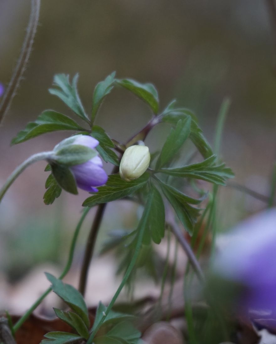 Anemone Rising Anemone Rising