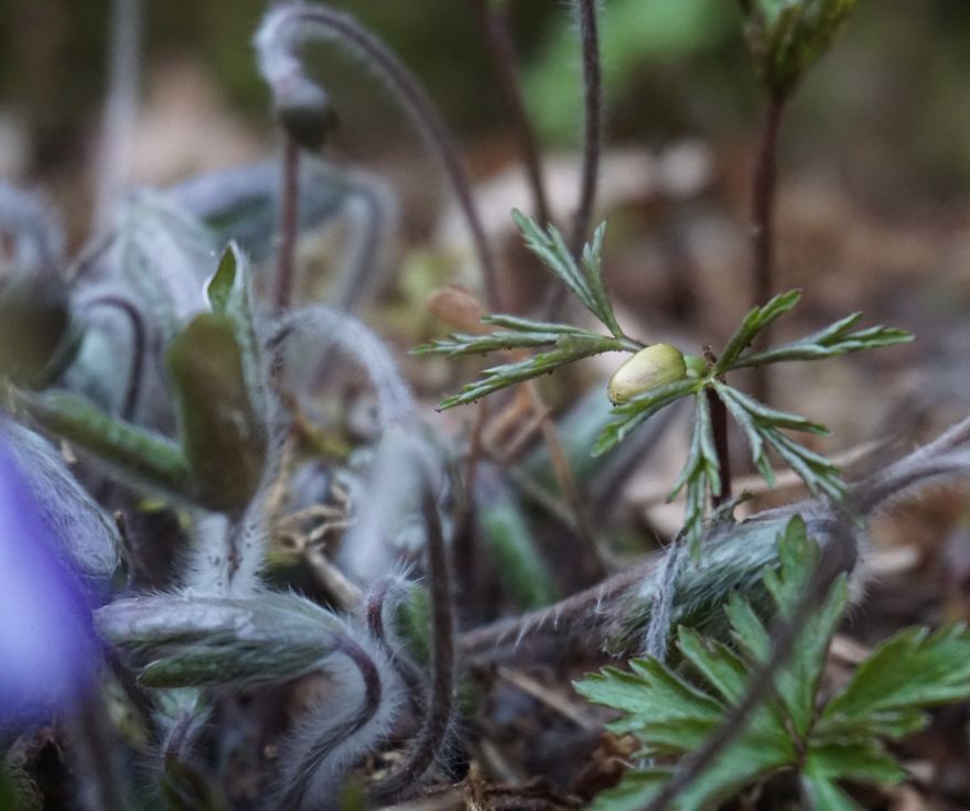 Anemone Rising Anemone Rising