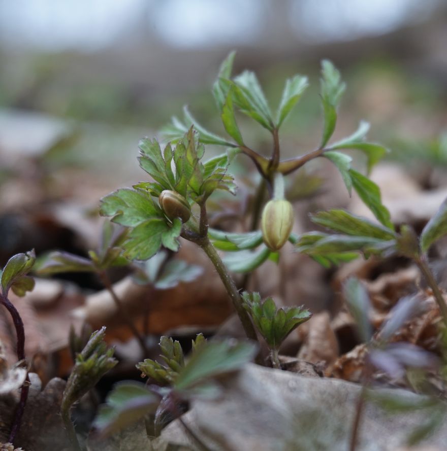 Anemone Rising Anemone Rising