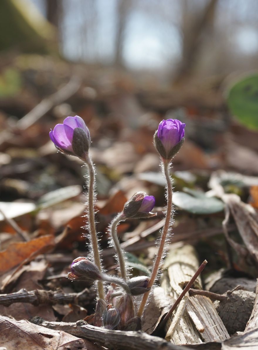 Anemone Rising Anemone Rising