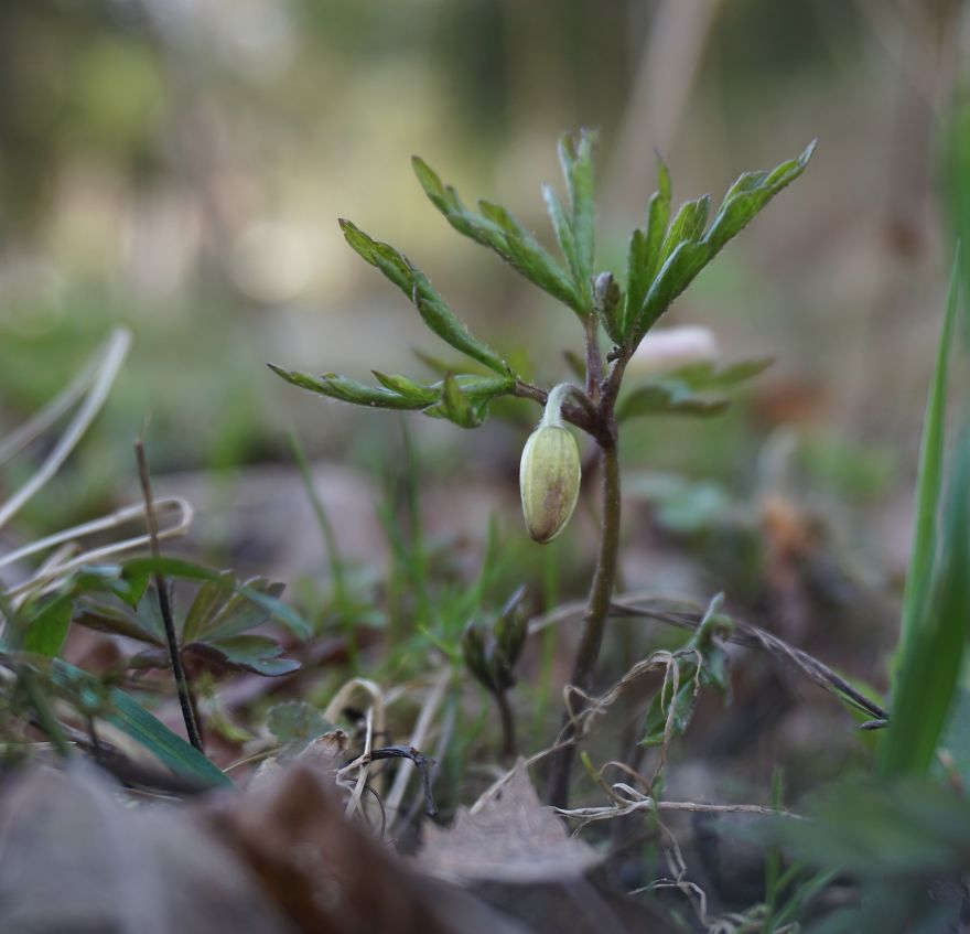 Anemone Rising Anemone Rising