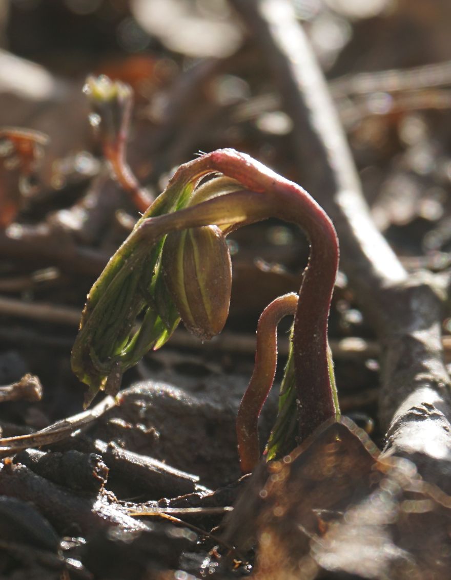 Anemone Rising Anemone Rising
