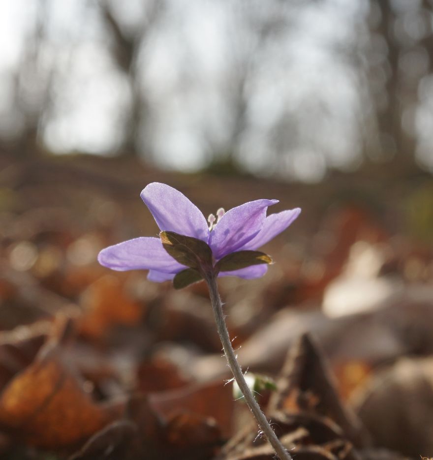 Anemone Rising Anemone Rising