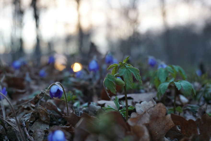 Anemone Rising Anemone Rising