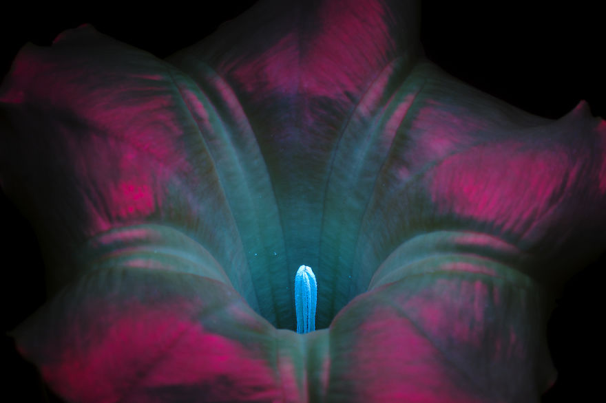 I Make Flowers Glow To Photograph Their Invisible Light